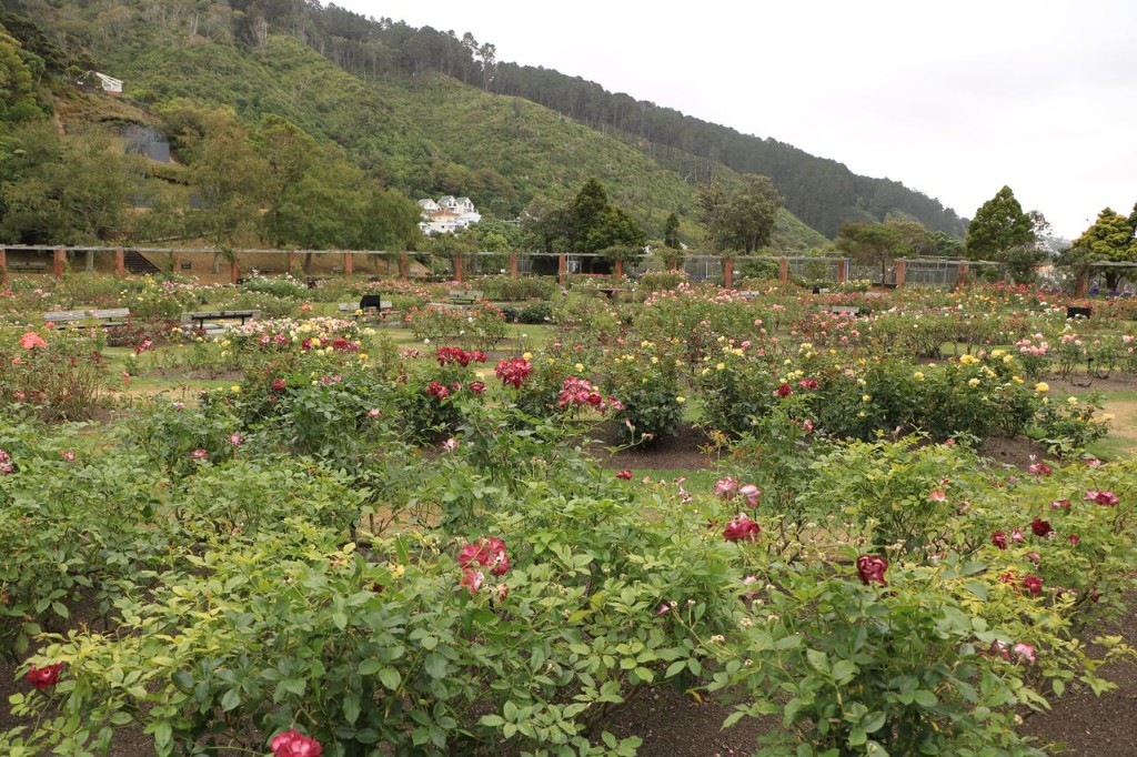 Jardin des Roses