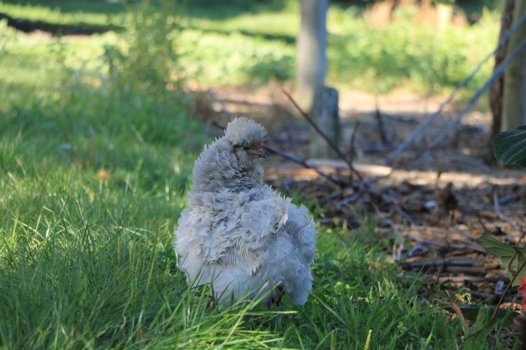 Poulette Mouton !