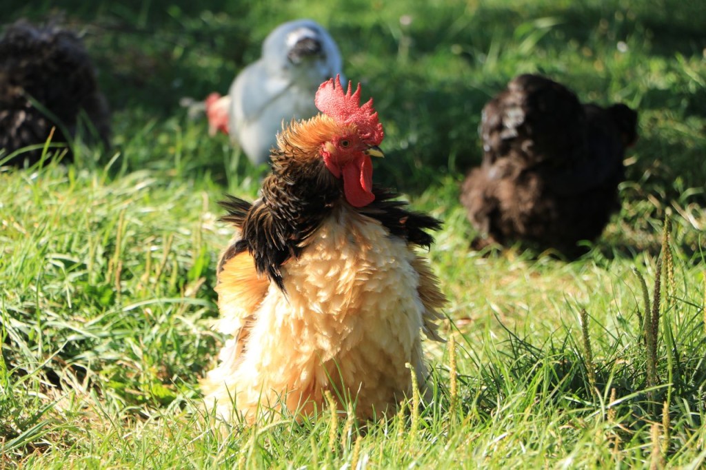 Le coq et ses poulettes