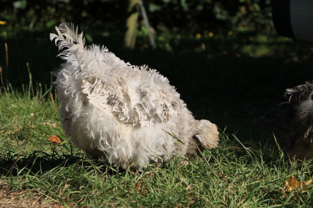 Poulette Mouton