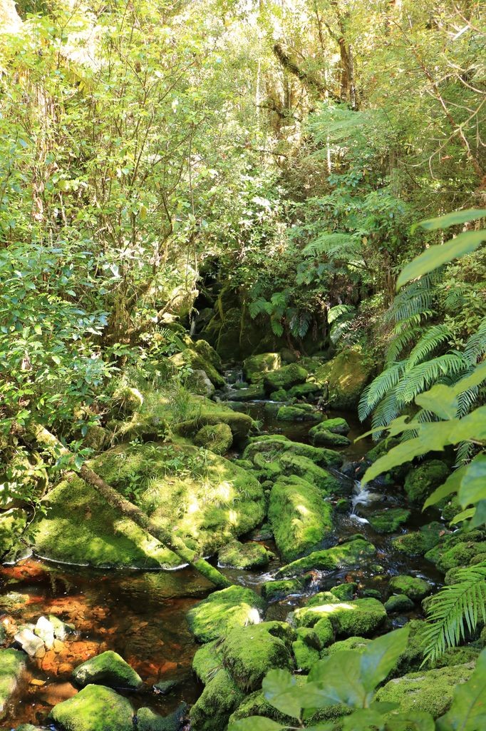 Forêt verdoyante