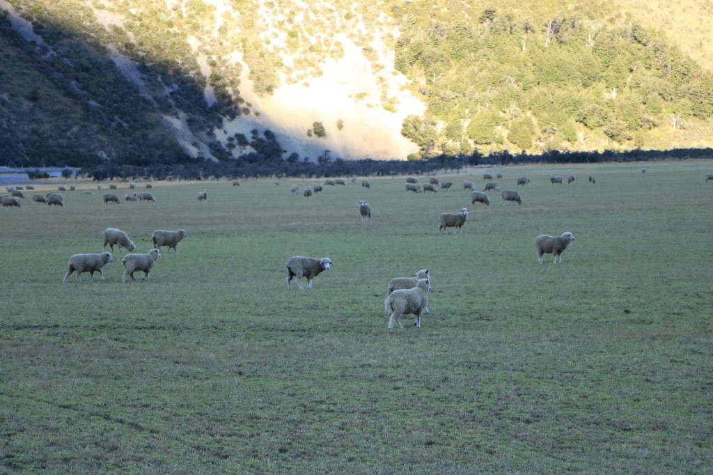 Moutons à perte de vue