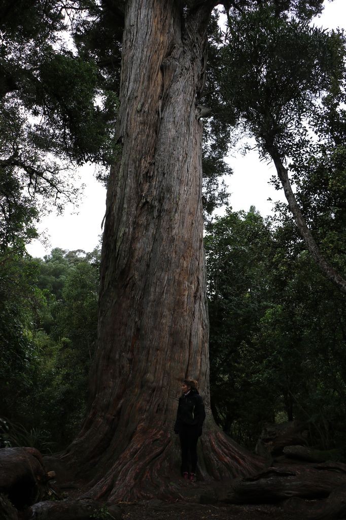 Big tree