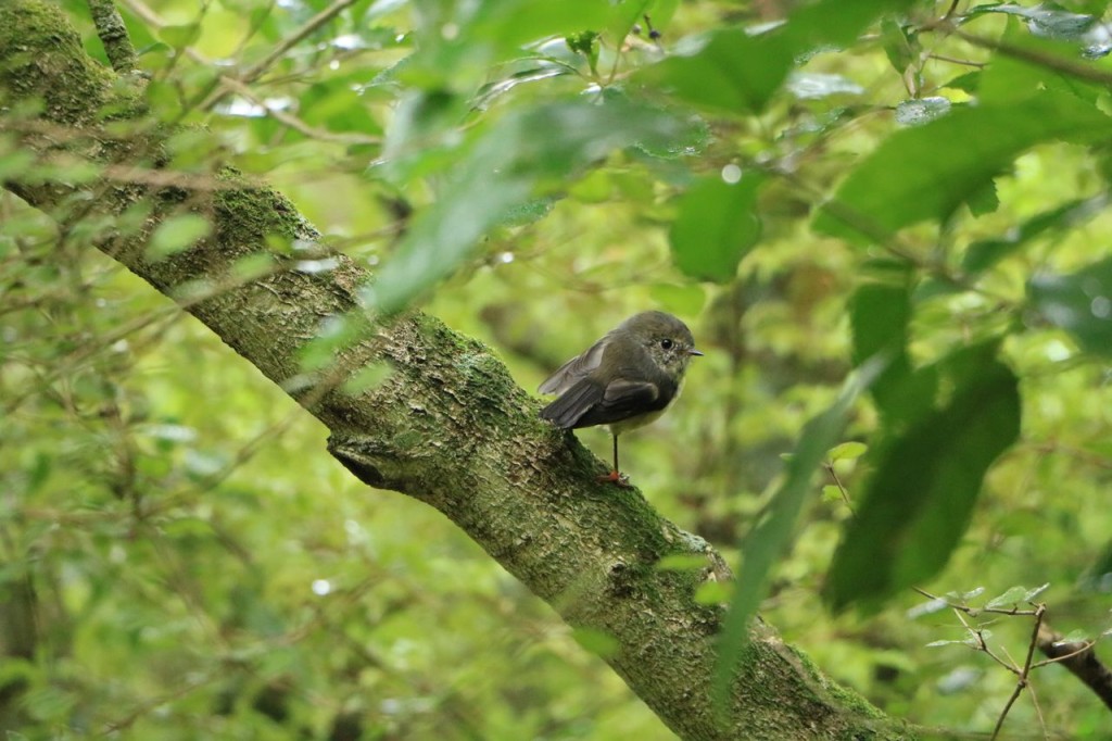 Mini bird !