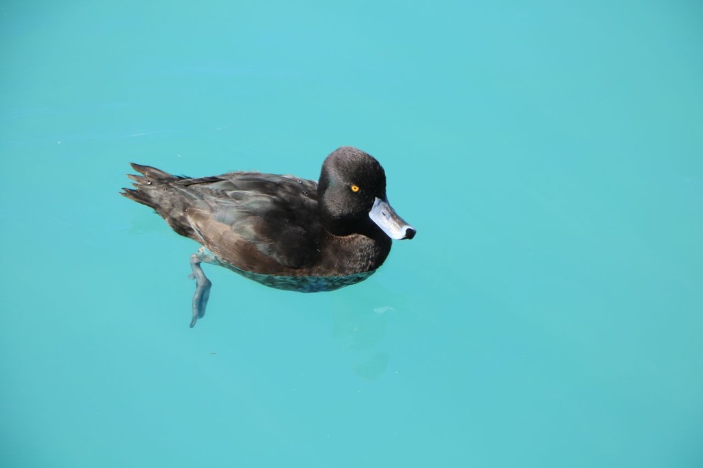 Joli canard
