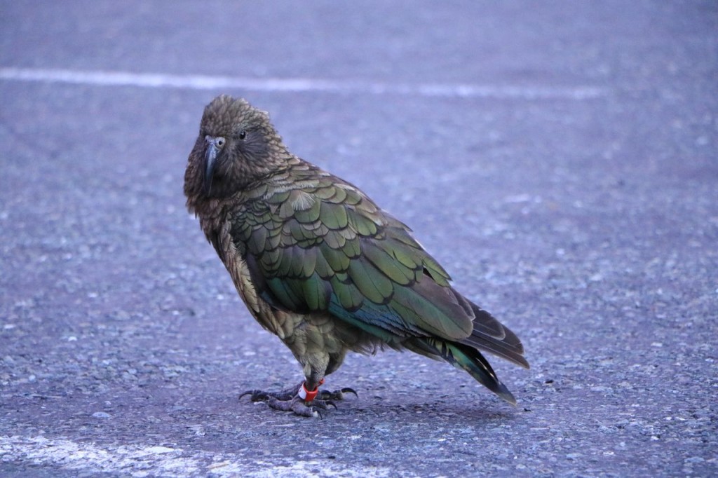 Un autre kea