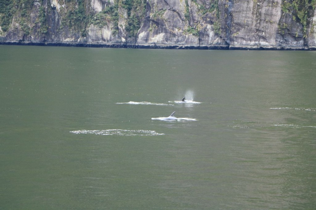 Des dauphins !