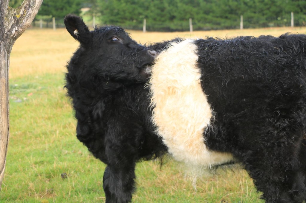 Drôle de vaches !