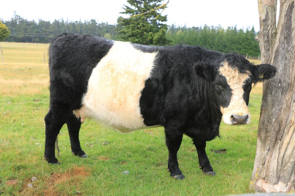 Drôle de vaches !