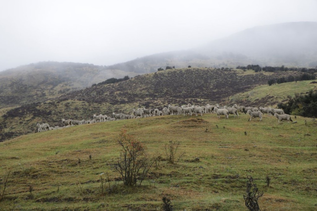 Rentre tes blancs moutons !