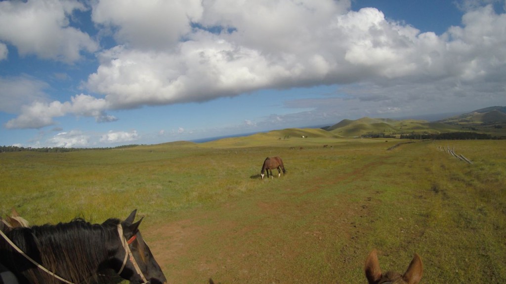 Des chevaux sauvages en chemin
