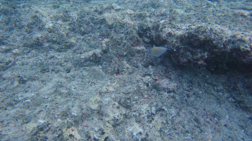 Joli poisson