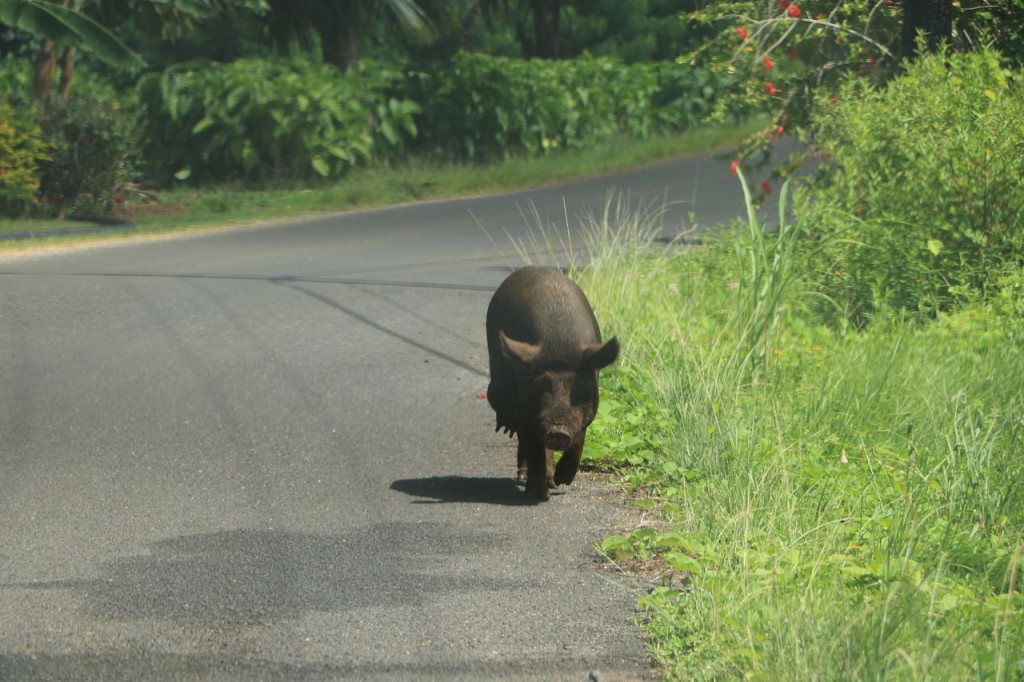 Rencontre sur la route !