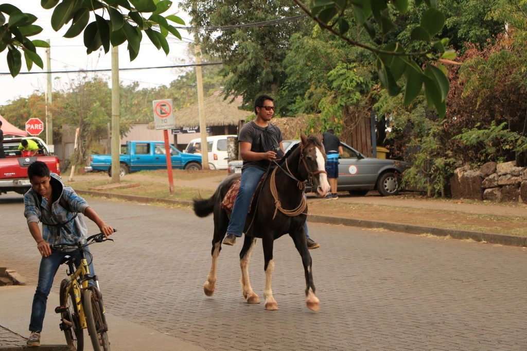 Des chevaux partout !