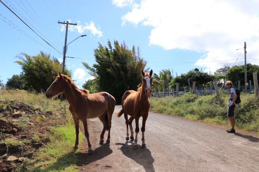 Chevaux demi-sauvages