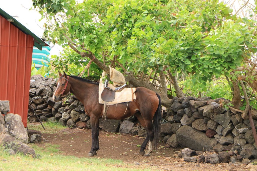 Joli cheval