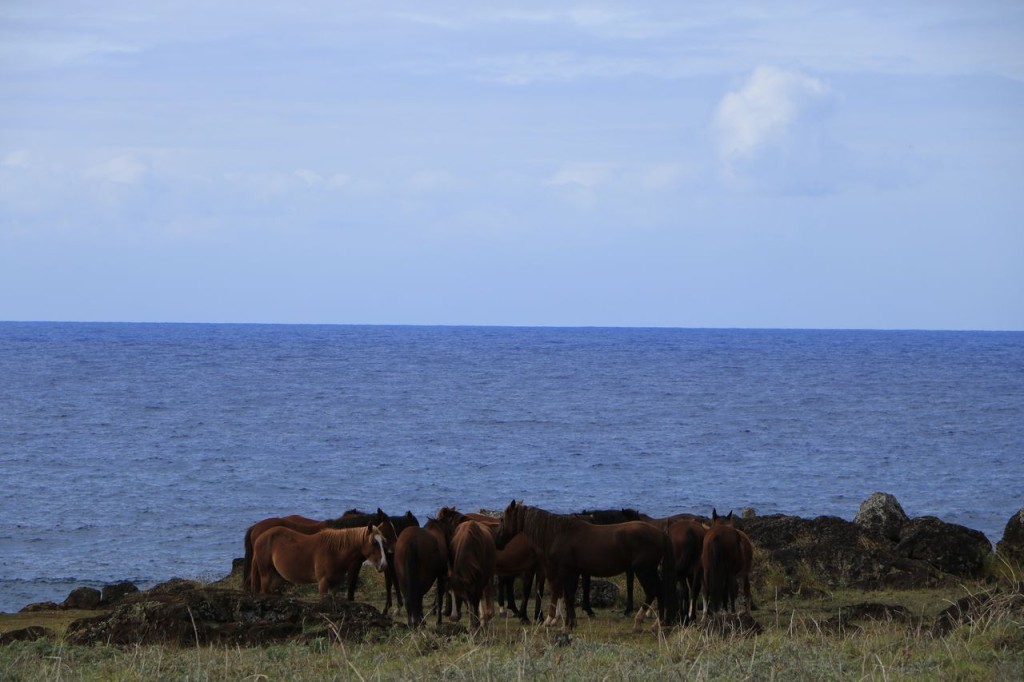 Chevaux en liberté 