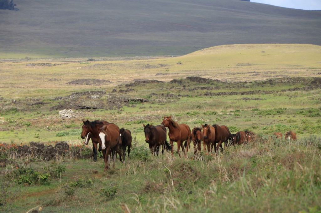 Partout des chevaux !