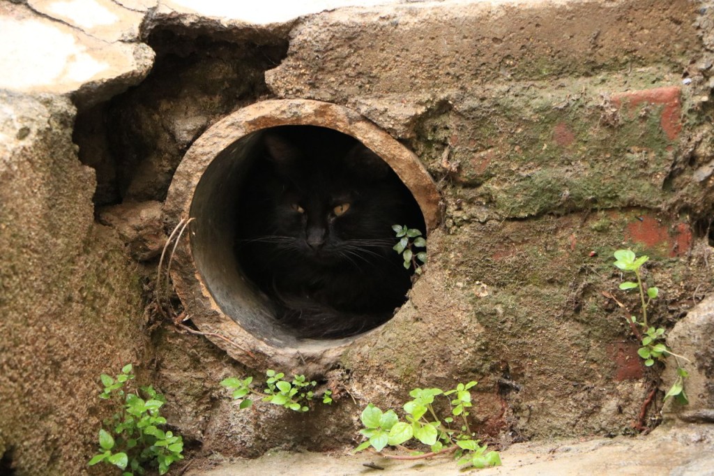 Cherchez le chat !