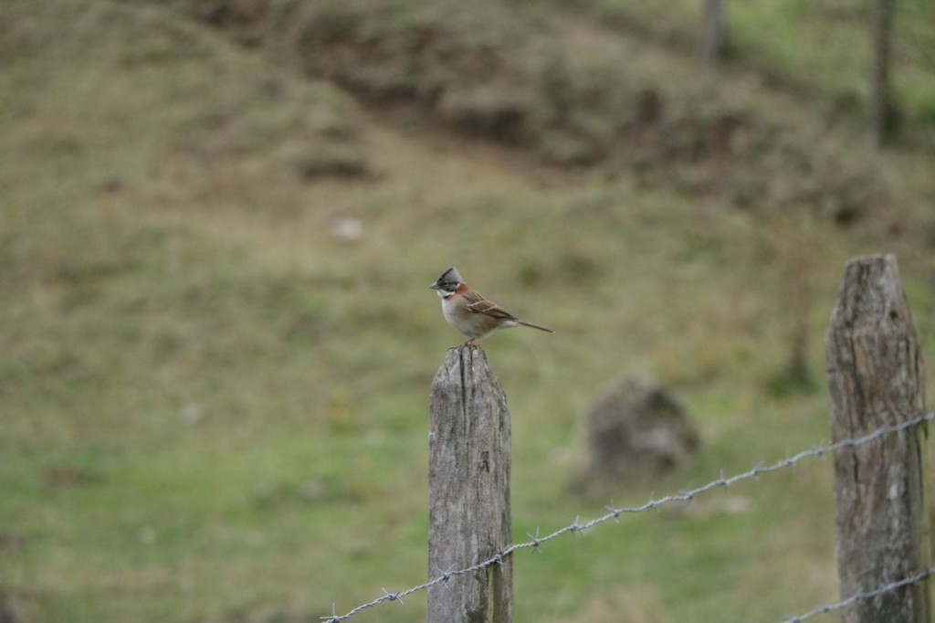 Moineau Chilien