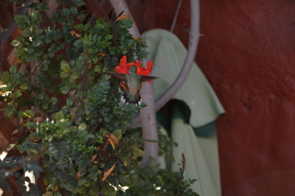 Joli colibri
