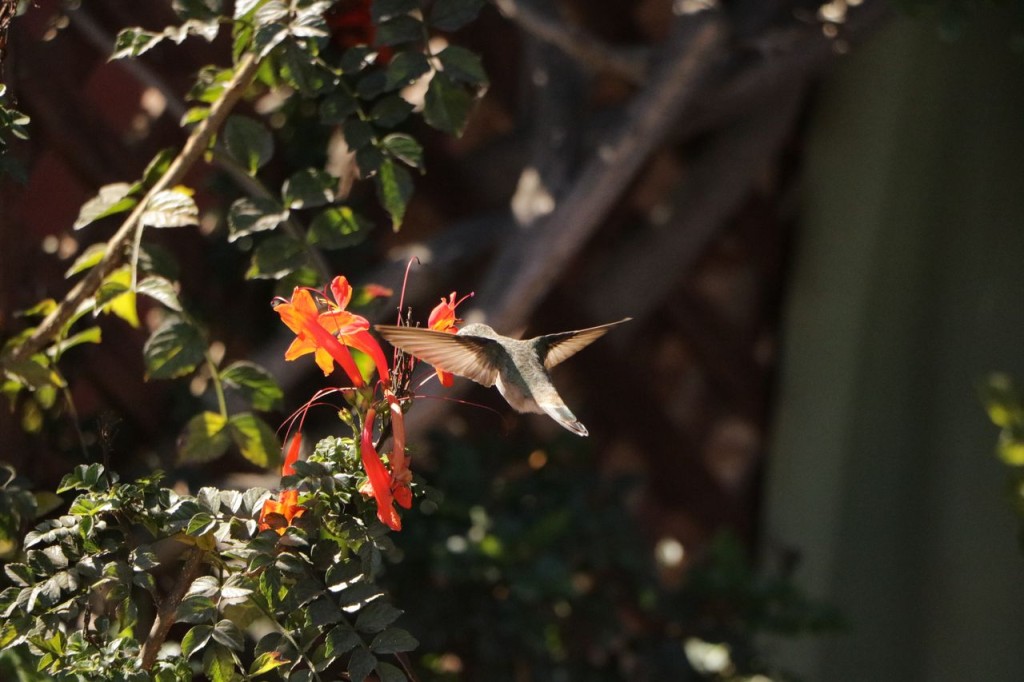 Joli colibri