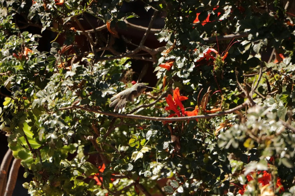 Joli colibri