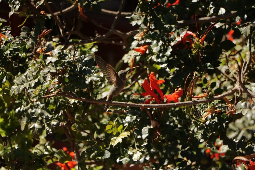 Joli colibri