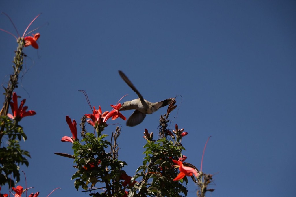 Joli colibri