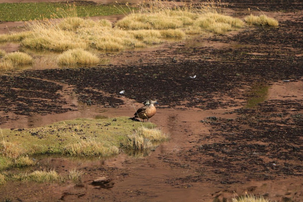 Oiseau sans nom !