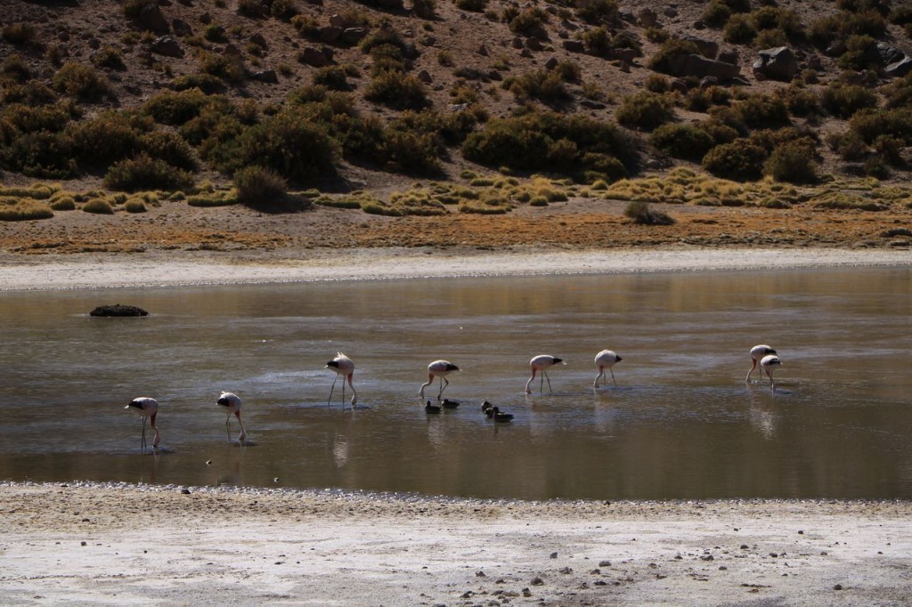 Quelques flamands roses en cours de route 