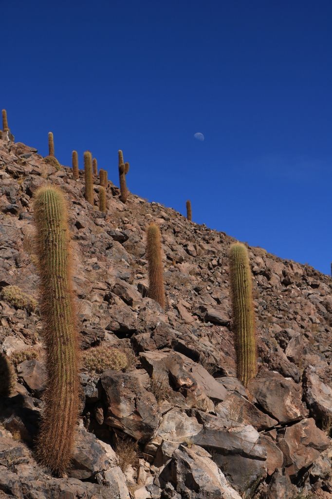 Cactus géants ou "coussin de belle-mère" !