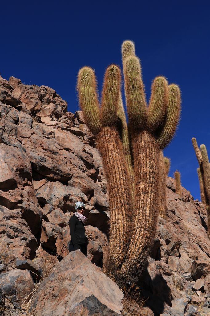 Cactus géant 