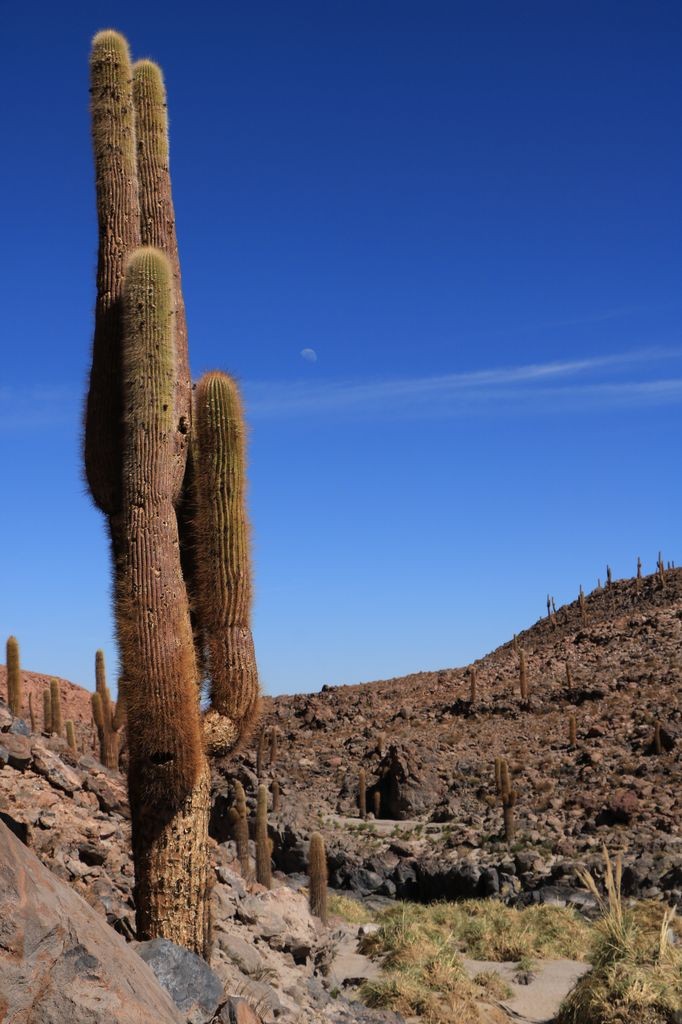 Cactus géant 