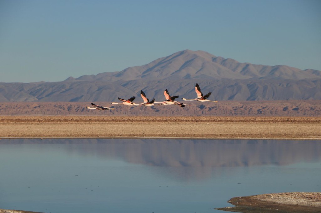 Envol des flamants