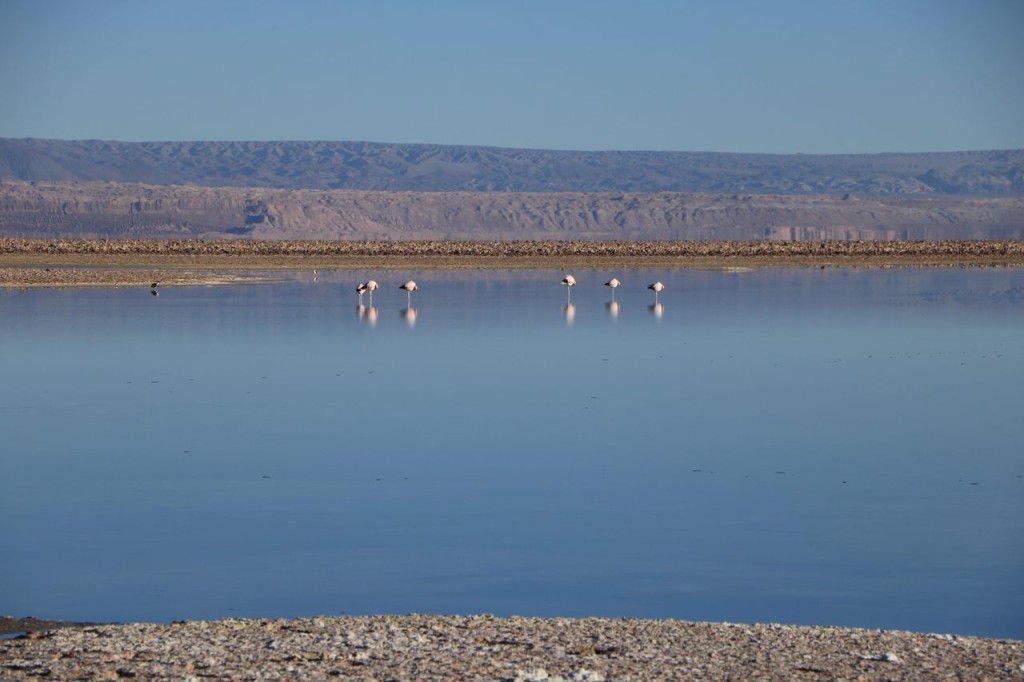 Encore des flamants