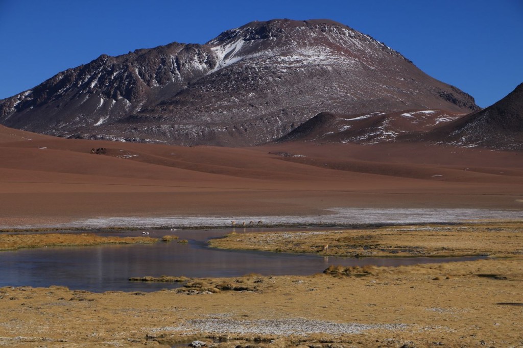 Petit oasis