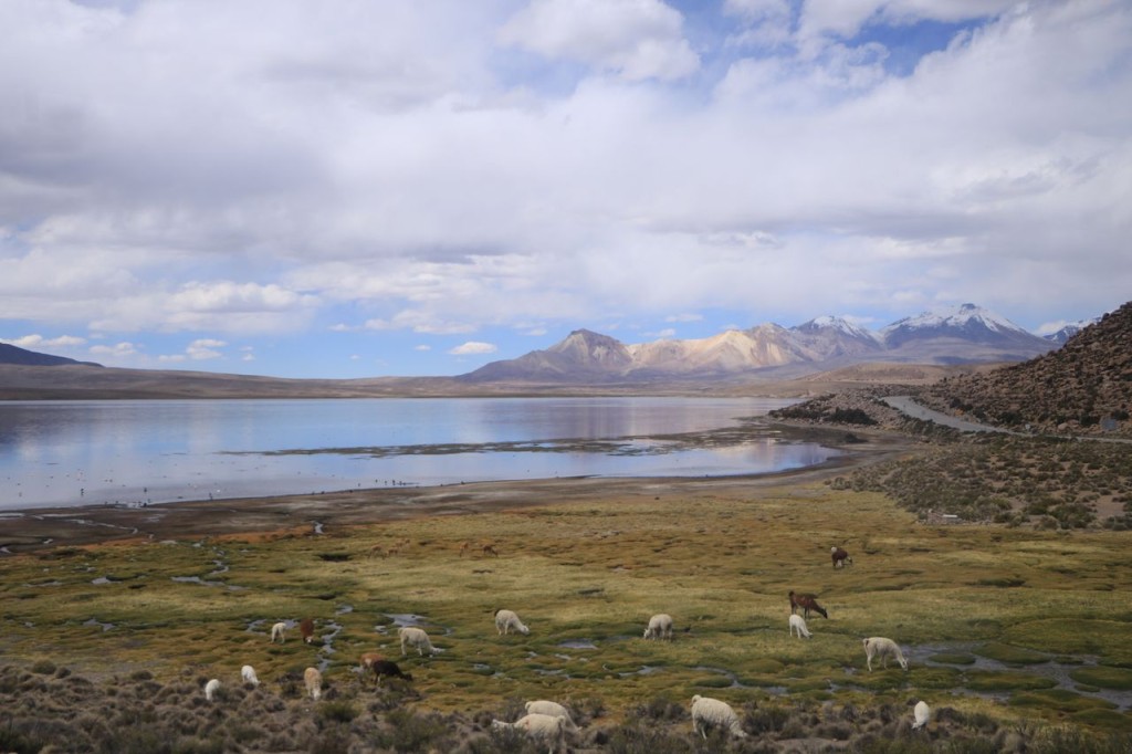 Lamas en vue !