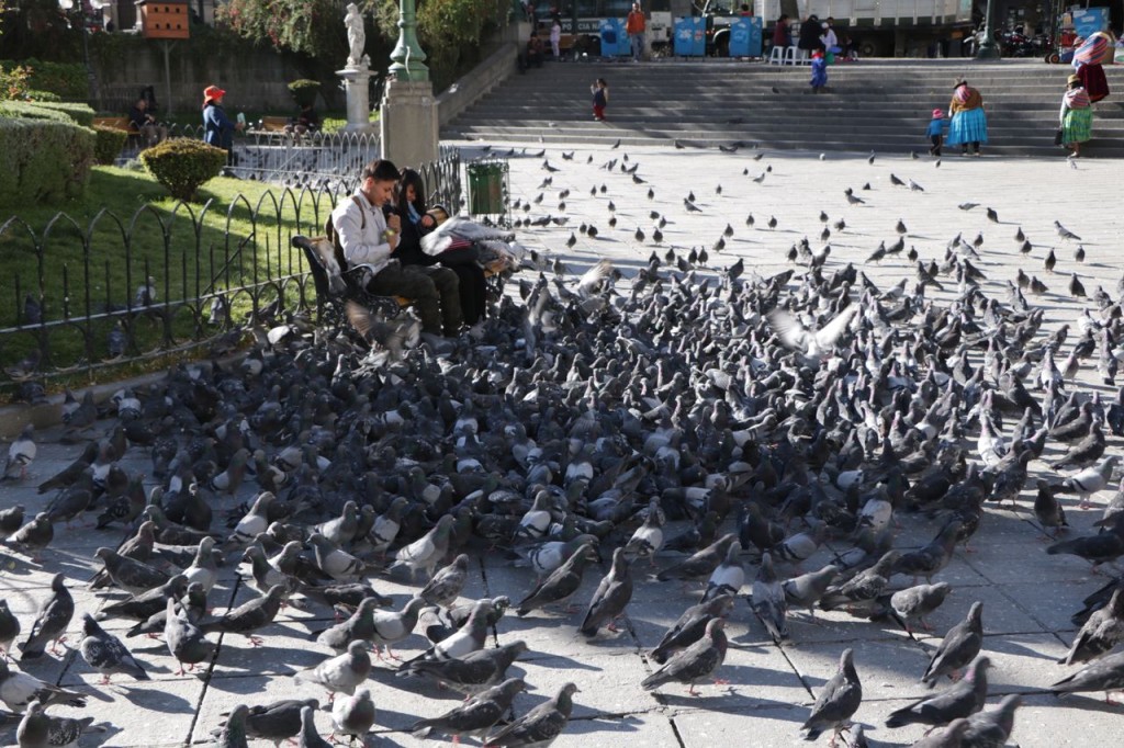 Ornithophobe s'abstenir !