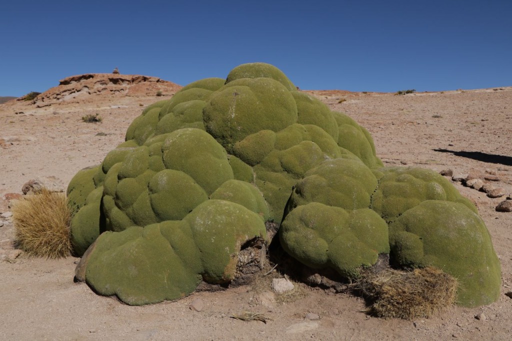 Llareta (Azorella compacta)