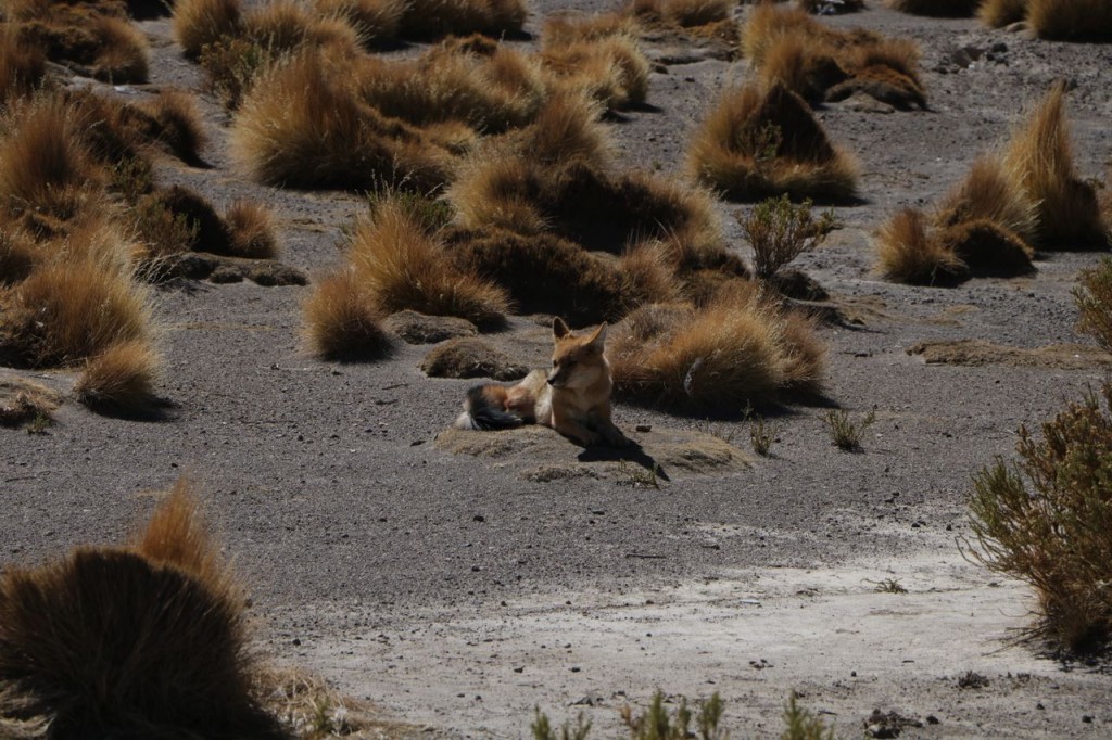 Le rare renard de Magellan