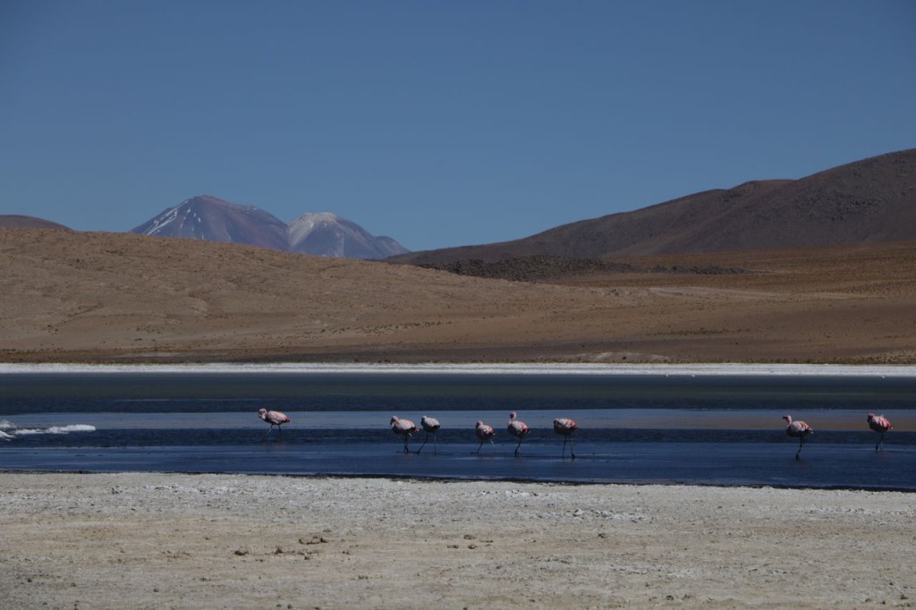 Premiers Flamingos !