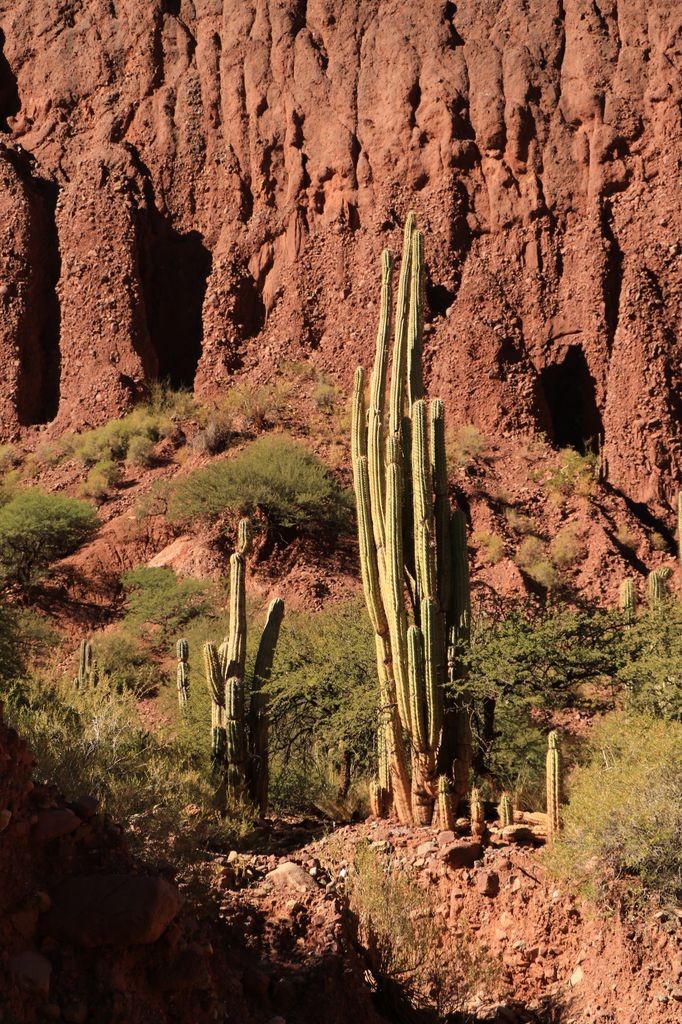 Immenses cactus