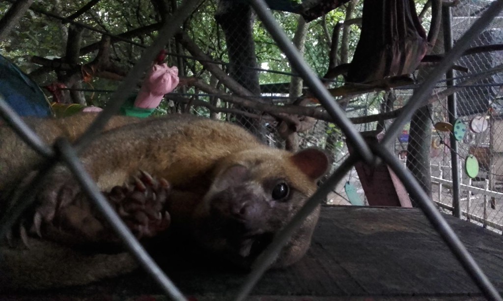 Kinkajou