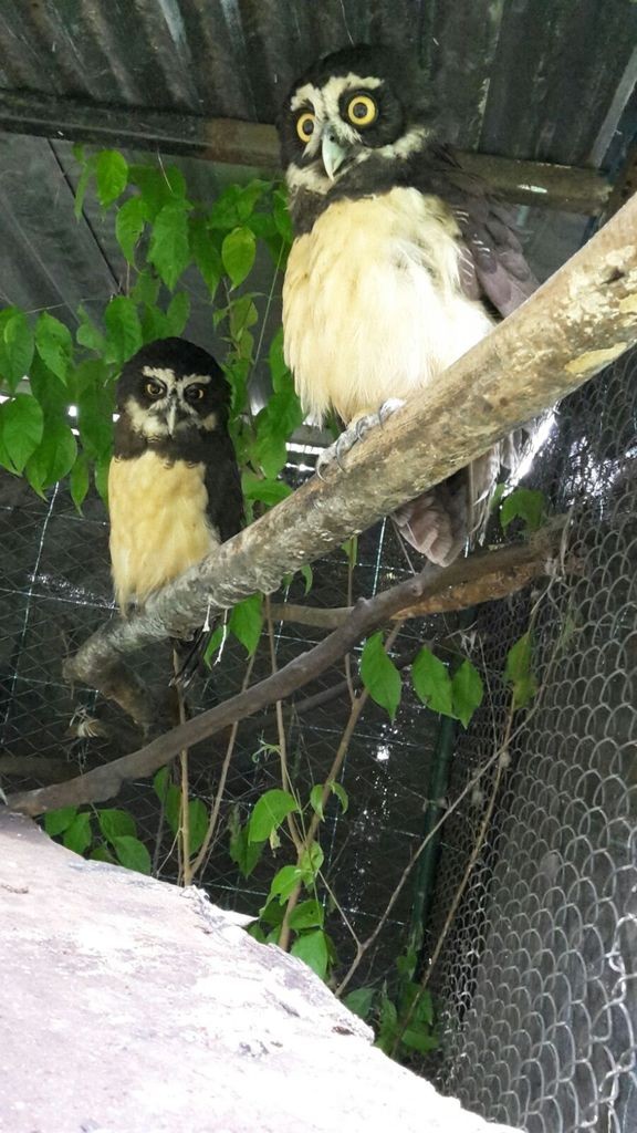 Les chouettes