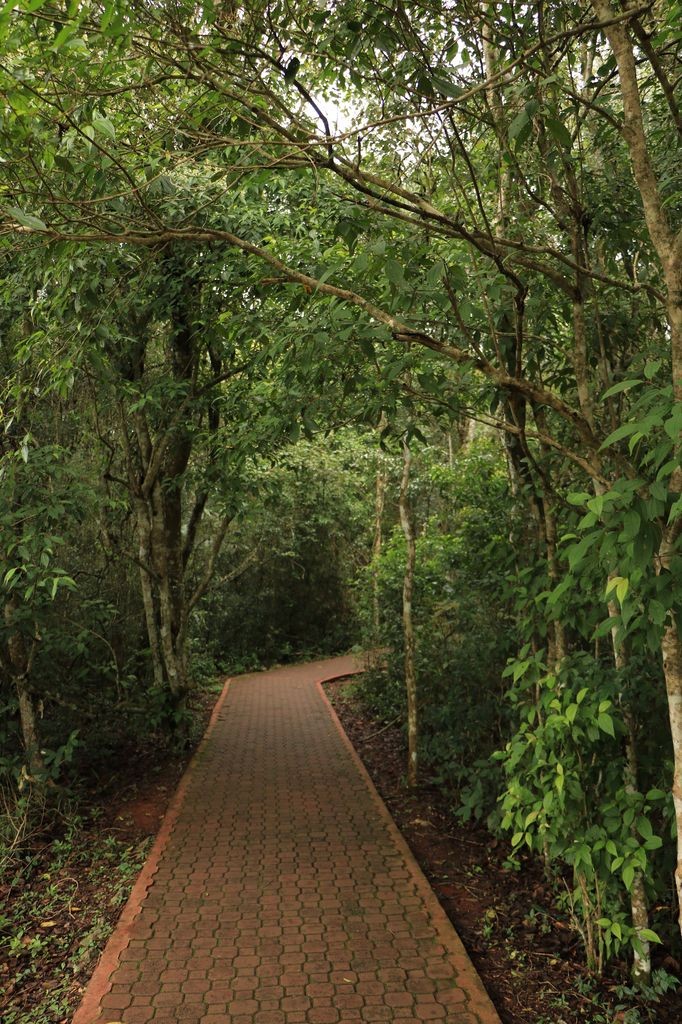 Une forêt bien dense