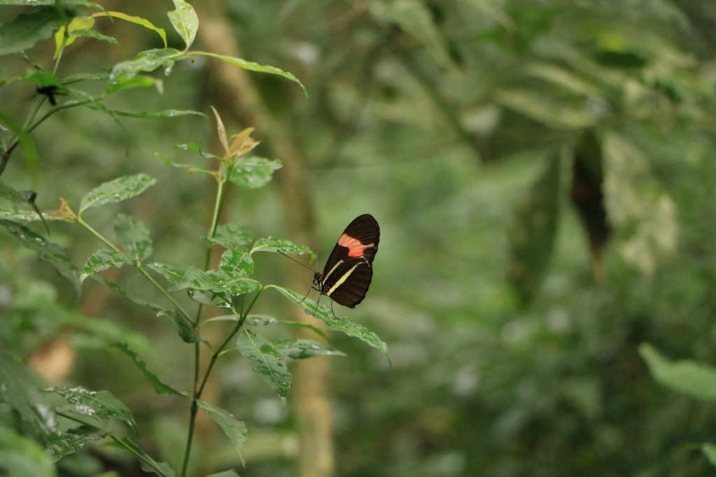 De beaux papillons