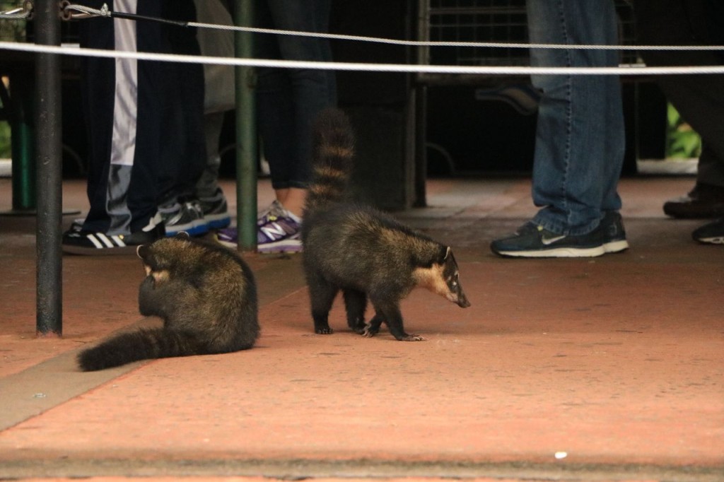 Les Coatis pas farouches