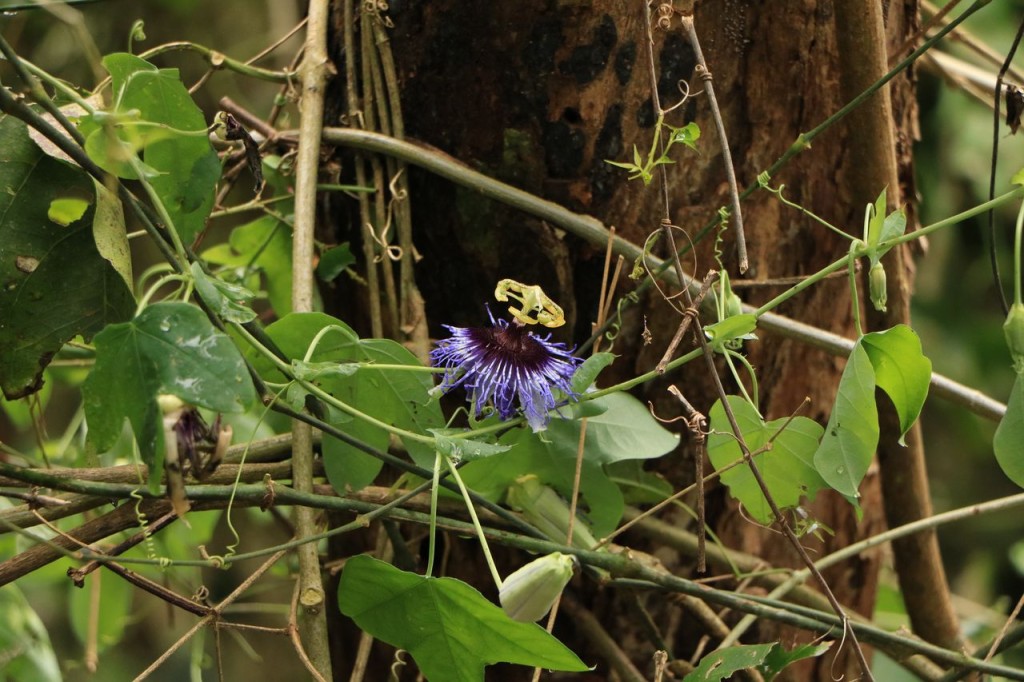 Rares dernières fleurs