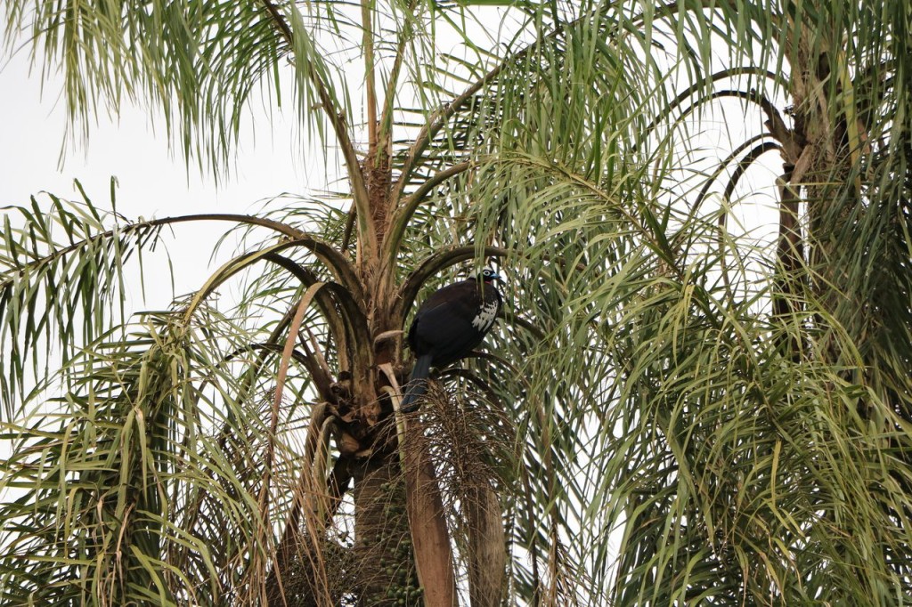 Drôle d'oiseau !